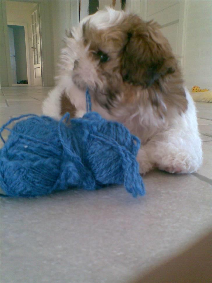Shih tzu Kiwi - Miin lille bitte hund billede 11