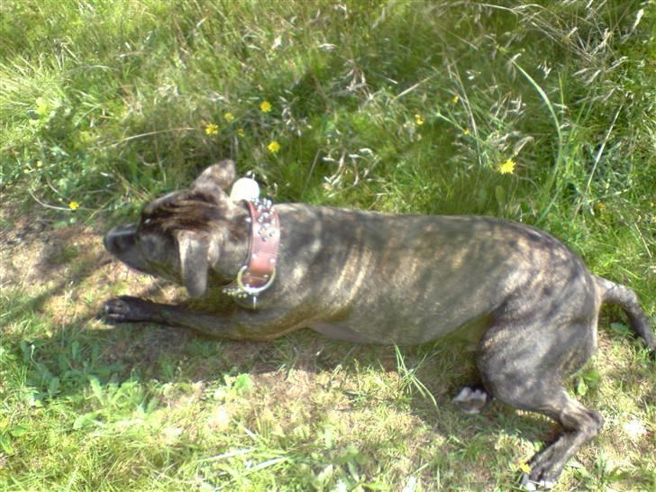 Amerikansk staffordshire terrier Loco billede 9