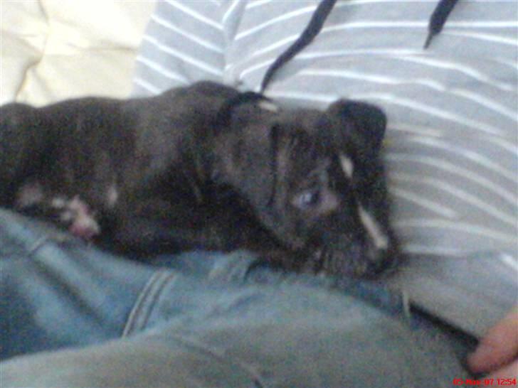 Amerikansk staffordshire terrier Loco billede 10