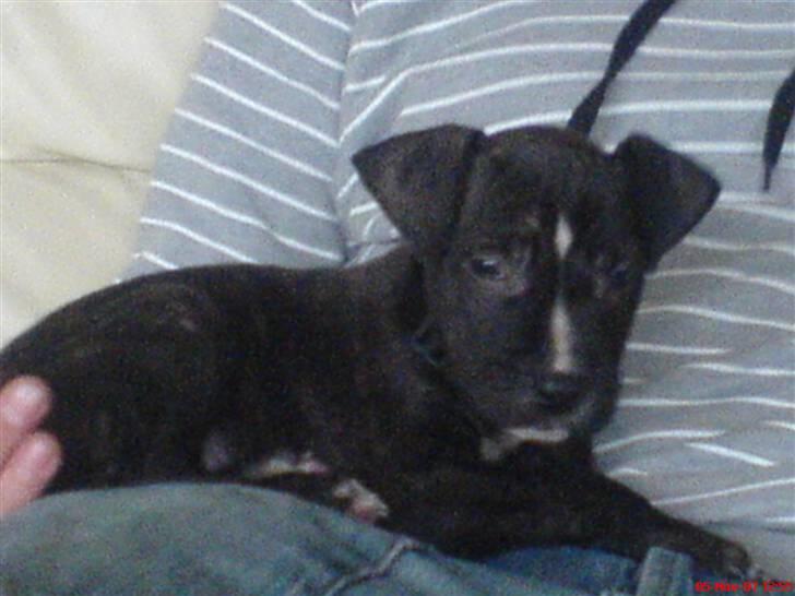 Amerikansk staffordshire terrier Loco billede 11