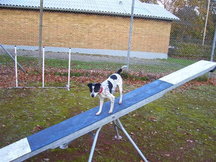 Dansk svensk gaardhund Kom-Tessa af AllerupNord - Kan bare det her billede 19