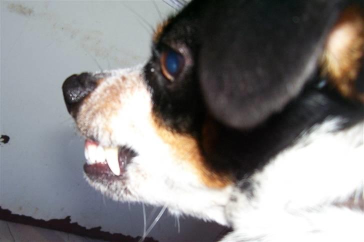 Dansk svensk gaardhund Kom-Tessa af AllerupNord - Skriv en kommentar elllllller jeg bliver mer sur billede 20