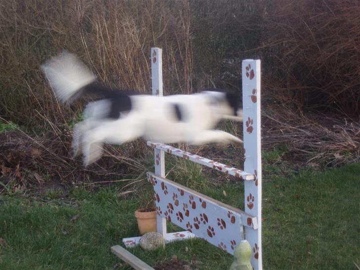 Blanding af racer Zita <3 :D - ja, hun kan skam også springe xD <3 billede 13