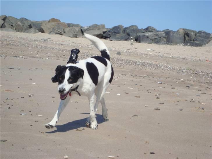 Blanding af racer Zita <3 :D - stranden sommeren 2008 d; billede 14