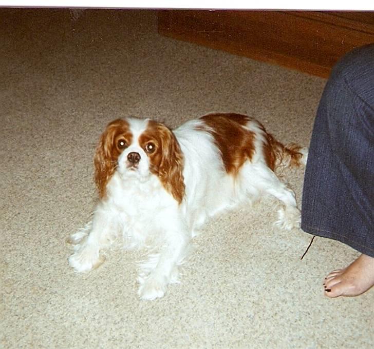 Cavalier king charles spaniel Smilla billede 11