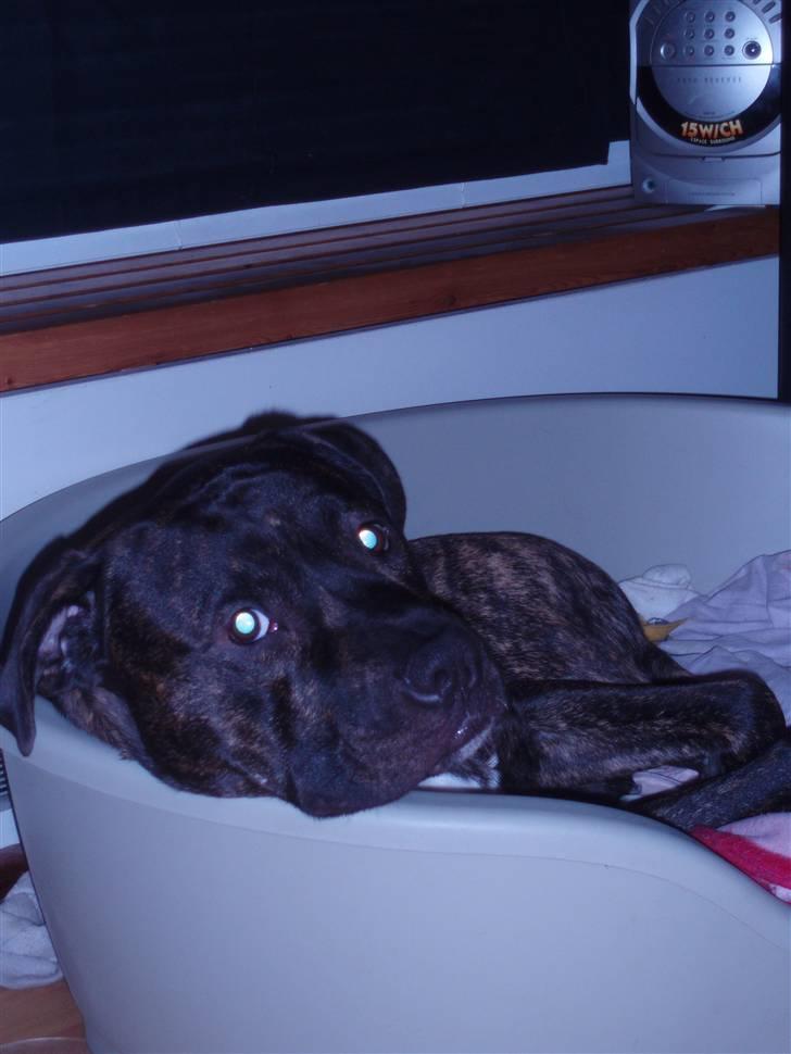 Amerikansk staffordshire terrier cammo - kigger sødt på jer:) billede 11