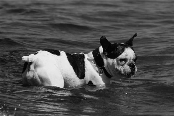 Fransk bulldog nicco billede 15