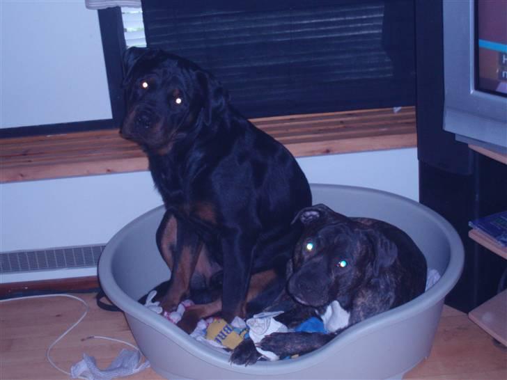 Amerikansk staffordshire terrier cammo billede 12