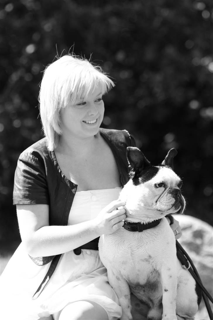 Fransk bulldog nicco billede 16