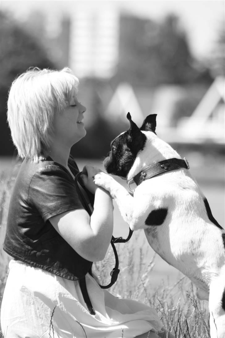 Fransk bulldog nicco billede 17