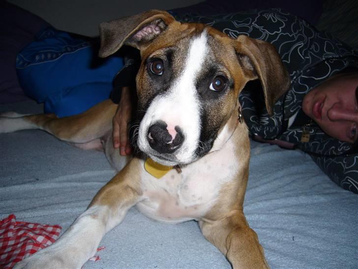 Amerikansk staffordshire terrier Luna R.I.P <3 billede 1