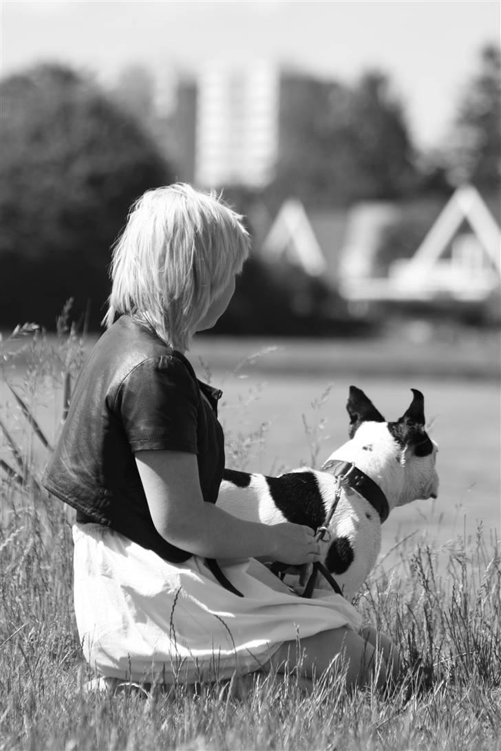 Fransk bulldog nicco billede 18