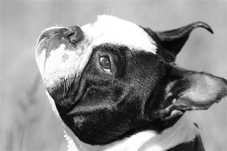 Fransk bulldog nicco billede 19