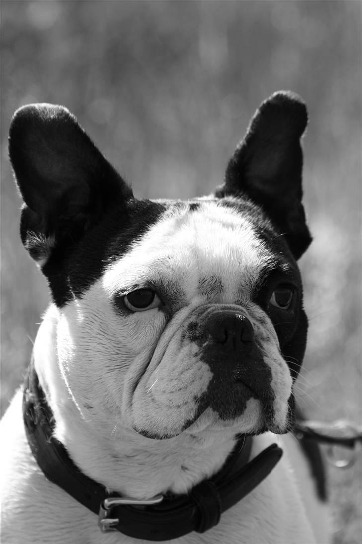 Fransk bulldog nicco billede 20