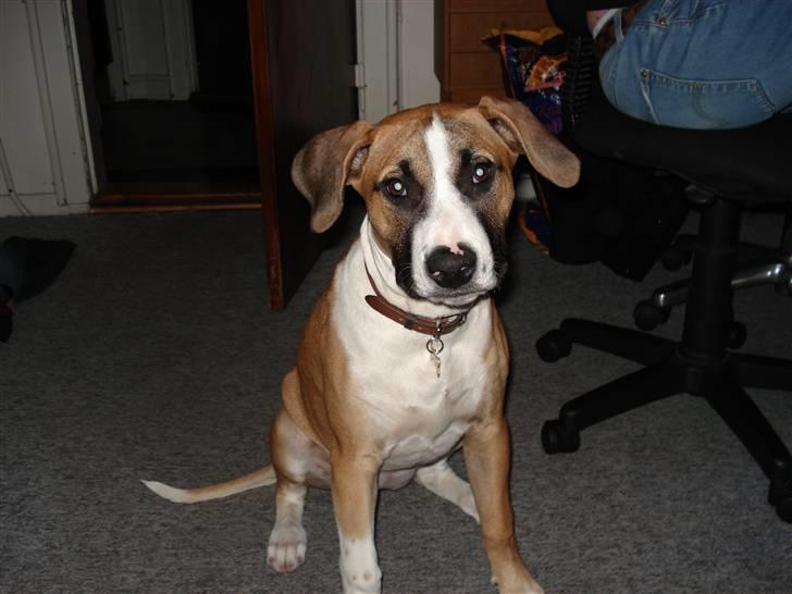 Amerikansk staffordshire terrier Luna R.I.P <3 billede 2