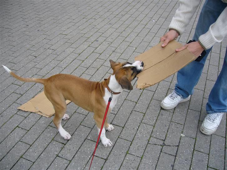 Amerikansk staffordshire terrier Luna R.I.P <3 billede 3