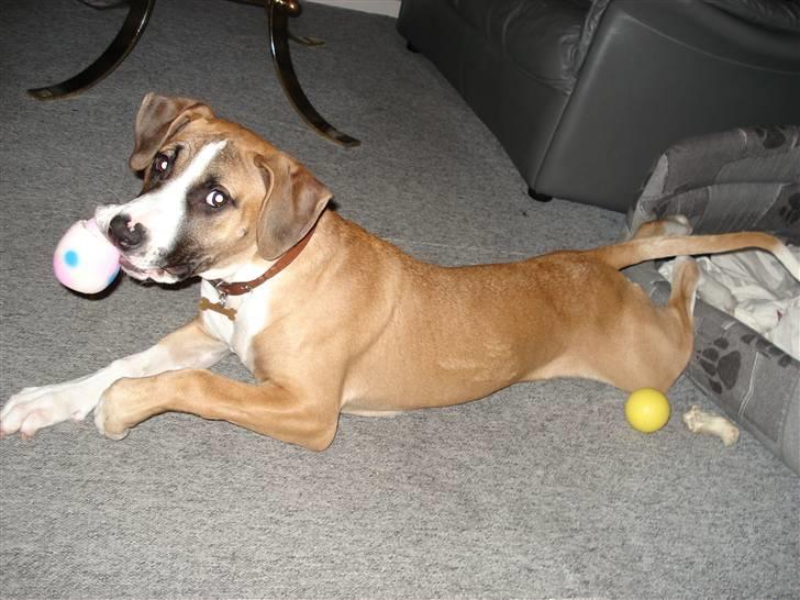 Amerikansk staffordshire terrier Luna R.I.P <3 billede 4