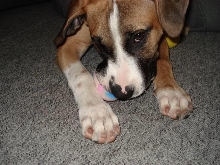 Amerikansk staffordshire terrier Luna R.I.P <3 billede 5