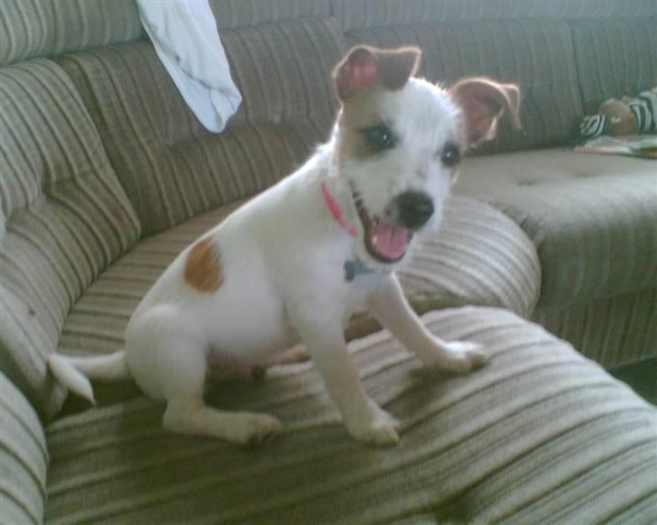 Jack russell terrier Milo - men fræk er jeg også :) ha ha billede 7