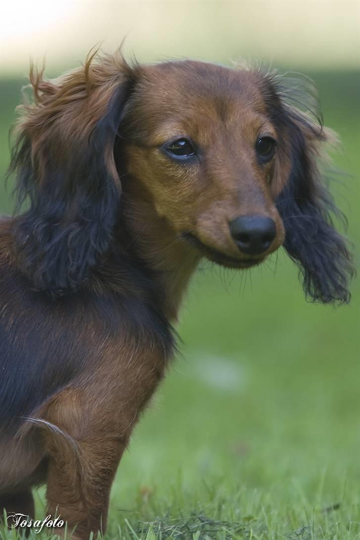 Dværggravhund Lulu - Lulu <3 billede 1