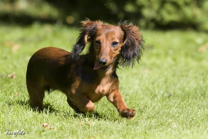 Dværggravhund Lulu billede 2