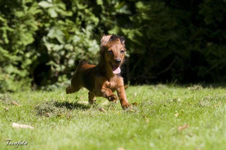 Dværggravhund Lulu billede 3