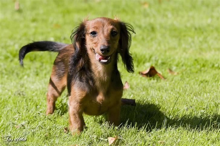 Dværggravhund Lulu billede 4