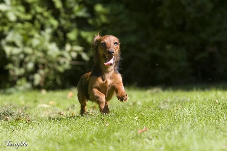 Dværggravhund Lulu billede 5