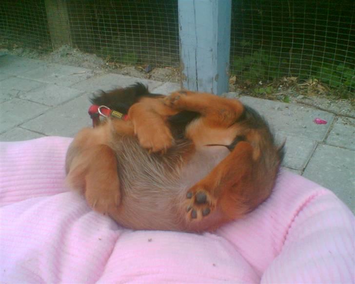 Dværggravhund Lulu - samme dag hun kom hjem :) så kær, og kluntet ,  billede 6