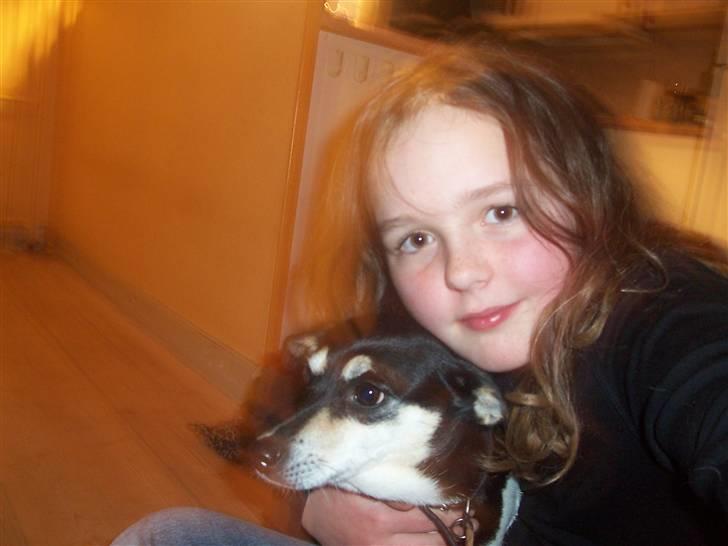 Glathåret foxterrier Mille billede 1