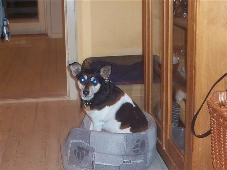 Glathåret foxterrier Mille billede 2