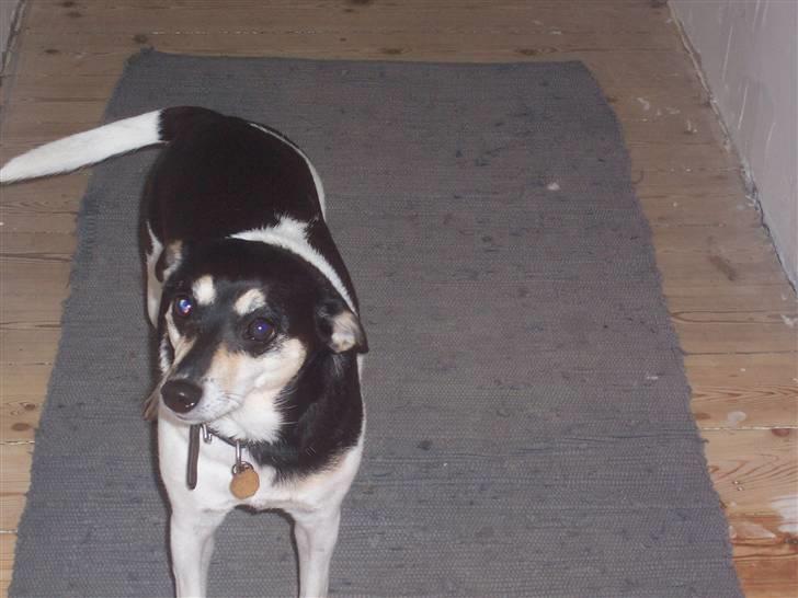 Glathåret foxterrier Mille billede 3