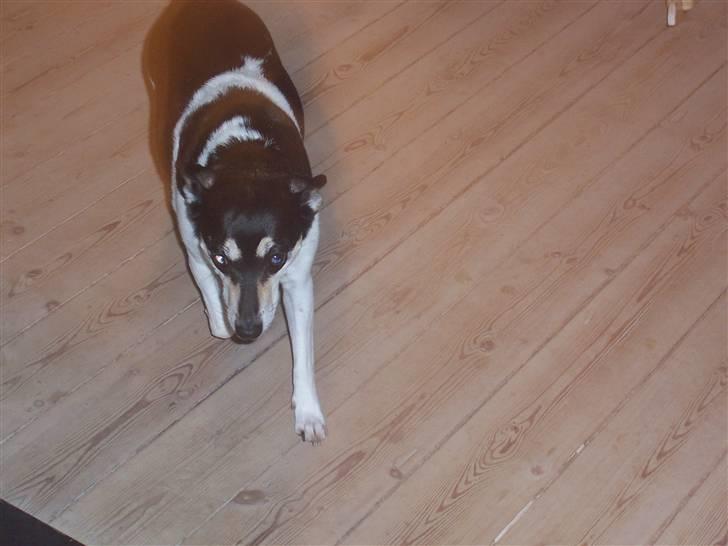 Glathåret foxterrier Mille billede 4