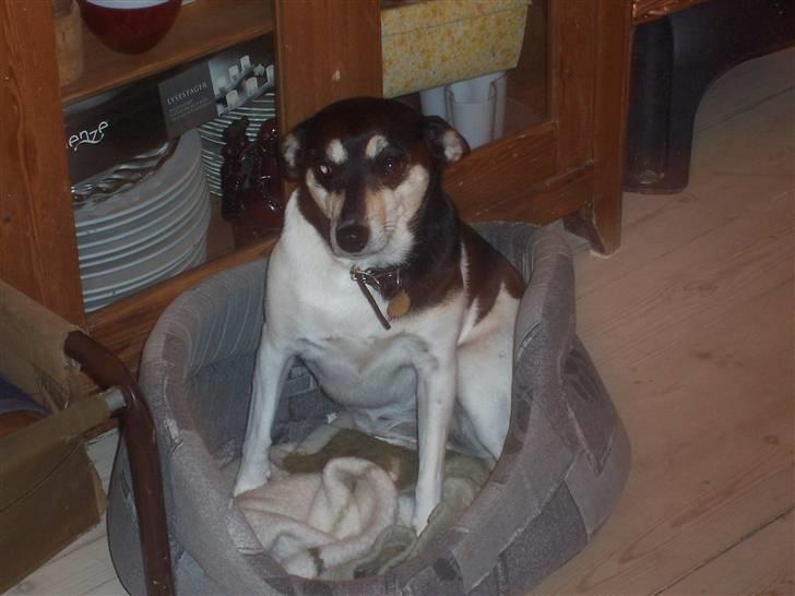 Glathåret foxterrier Mille billede 5