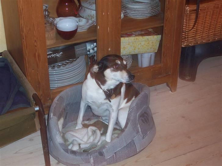 Glathåret foxterrier Mille billede 6