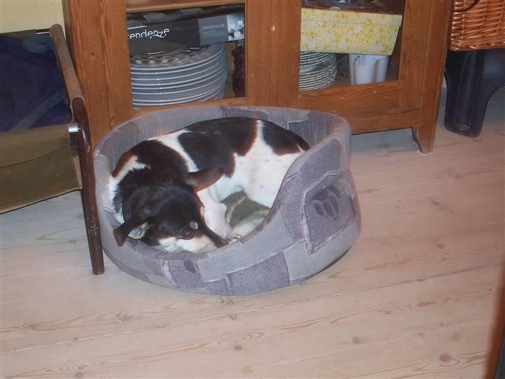 Glathåret foxterrier Mille billede 7