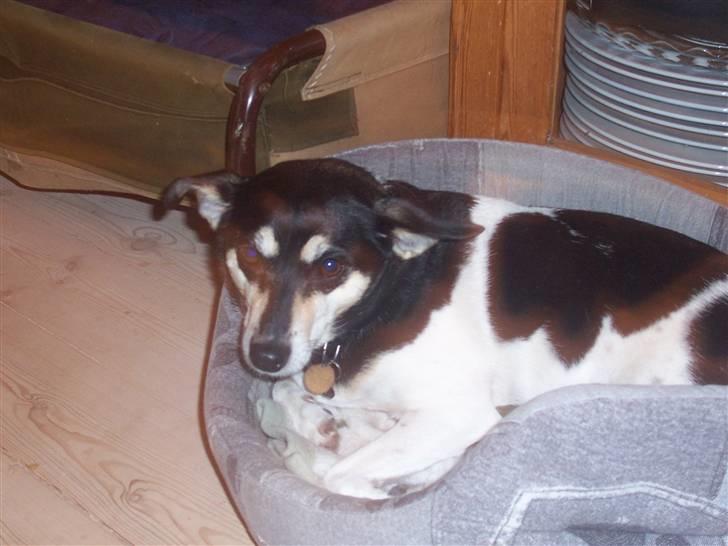 Glathåret foxterrier Mille billede 8