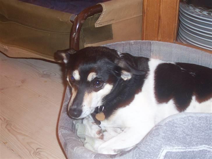 Glathåret foxterrier Mille billede 9