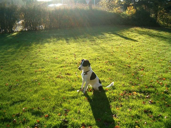 Blanding af racer Zita <3 :D - I haven, en efterårsdag - 3 november :D billede 15