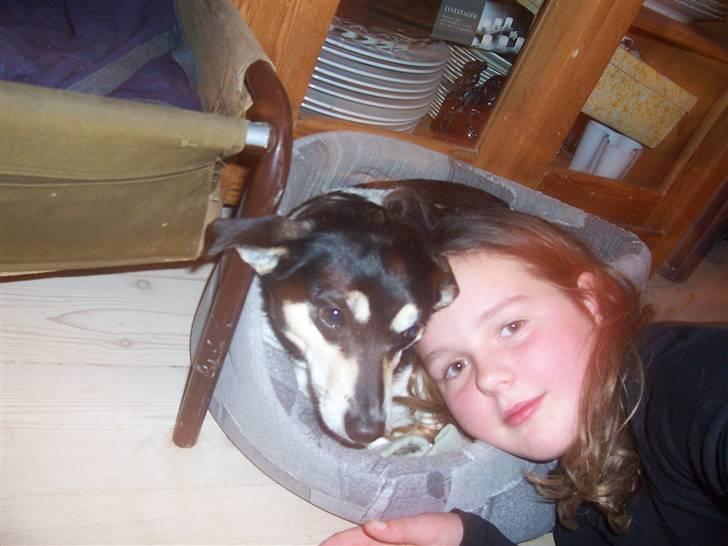 Glathåret foxterrier Mille billede 10