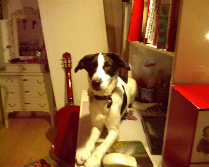 Blanding af racer Zita <3 :D billede 16