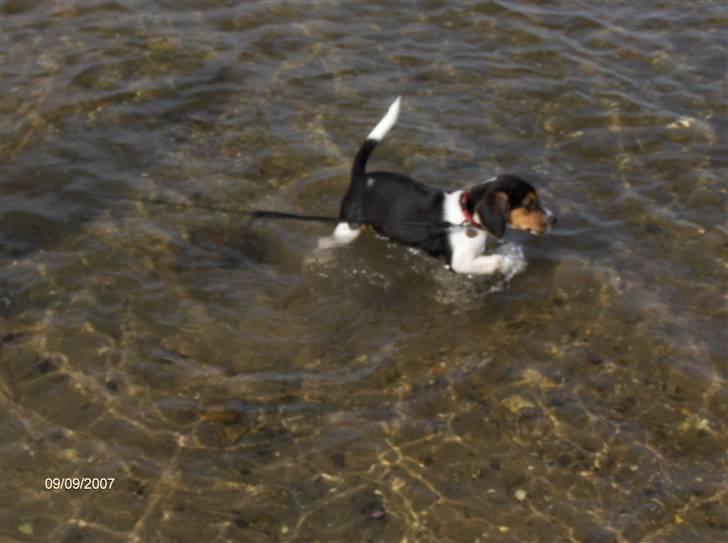 Blanding af racer Luna - Første gang hun var ved vandet og bade (: billede 3
