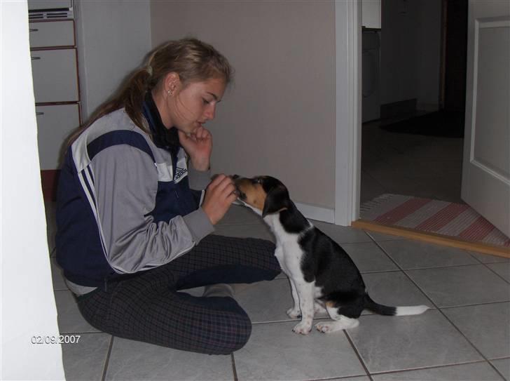 Blanding af racer Luna - Her har vi lige lært at sitte. billede 6