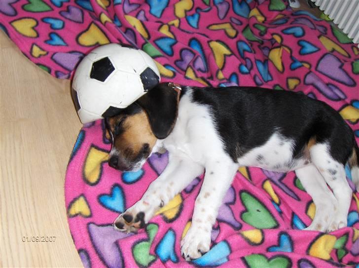 Blanding af racer Luna - En træt fodboldhund :-) billede 7