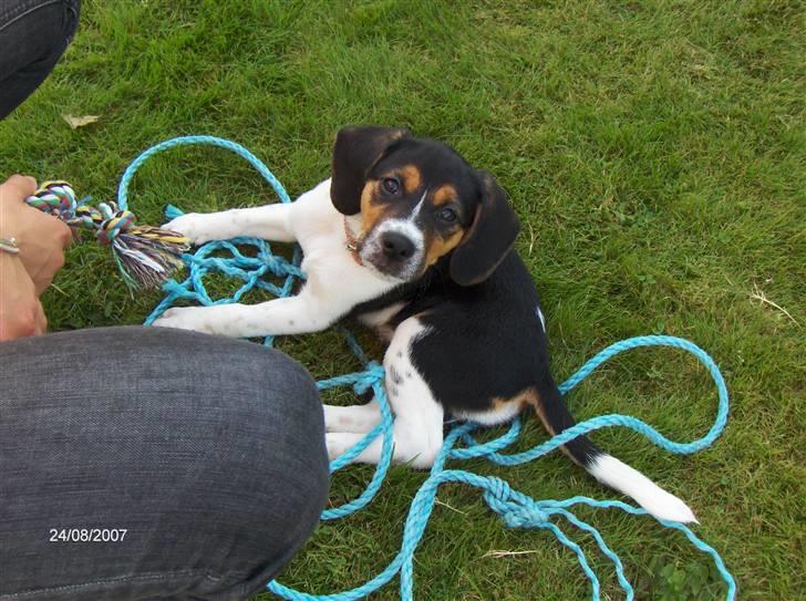 Blanding af racer Luna - møllef (-;  billede 8