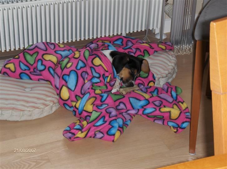 Blanding af racer Luna - Vuffen tager lige en slapper. billede 10