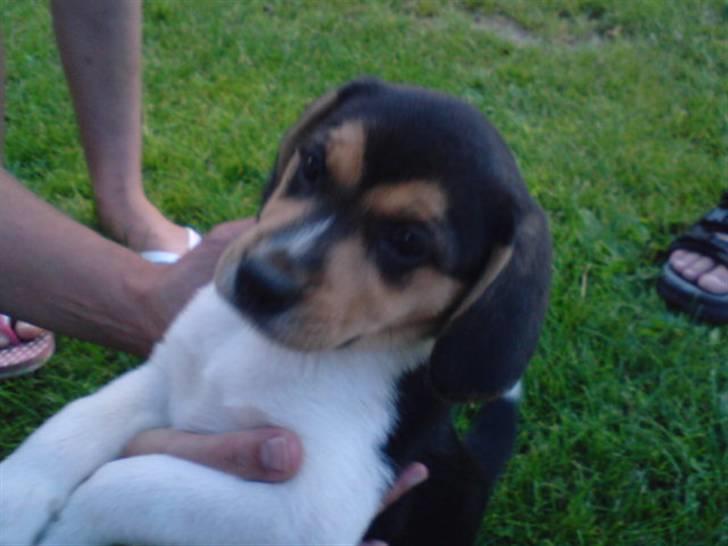 Blanding af racer Luna - Den første gang vi så hende, det var kærlighed ved første blik. billede 13