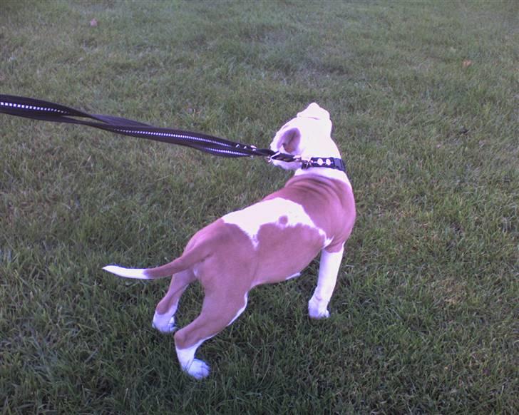 Amerikansk staffordshire terrier Kila billede 11