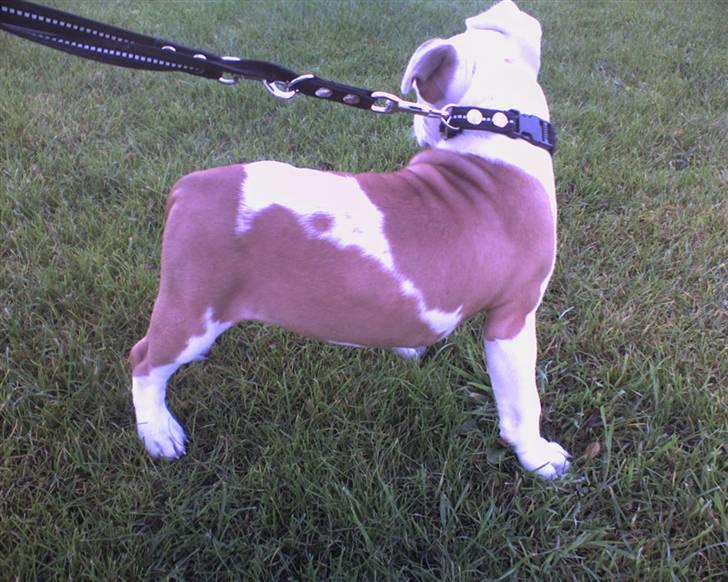 Amerikansk staffordshire terrier Kila billede 12