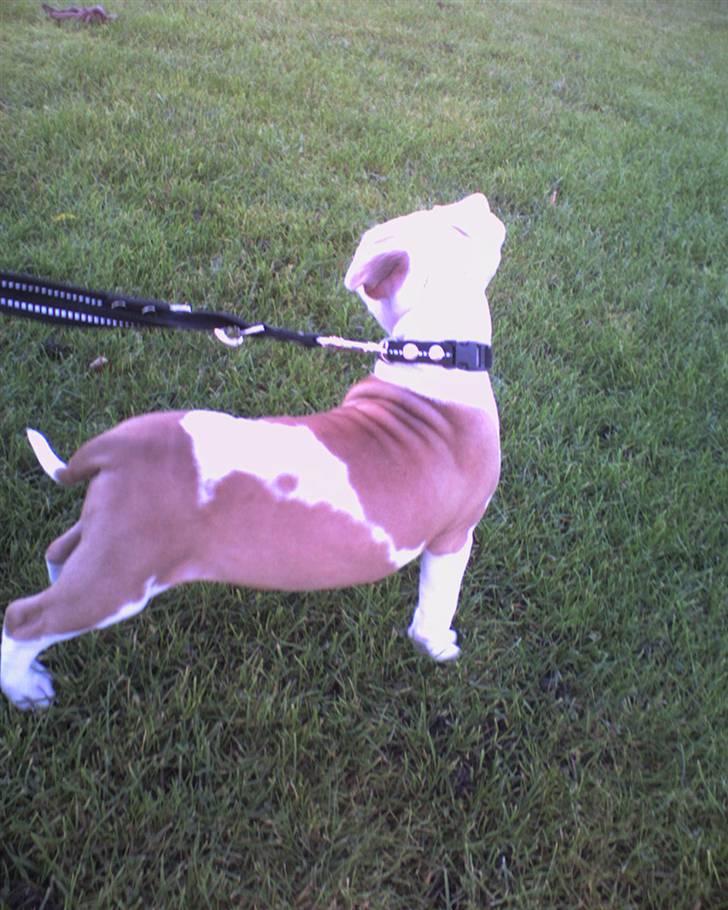 Amerikansk staffordshire terrier Kila billede 13